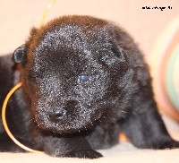CHIOT