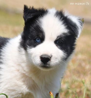 CHIOT 3