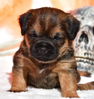 CHIOT