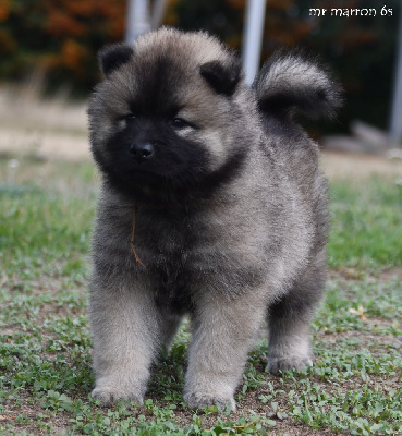 CHIOT 1