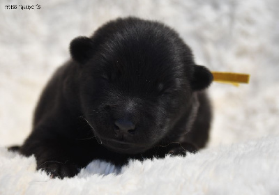 CHIOT