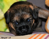 FERGUS