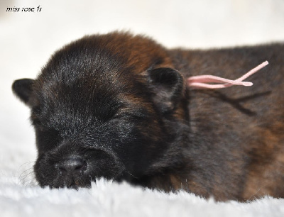 CHIOT 7