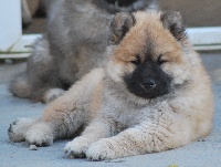 CHIOT