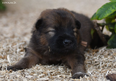 CHIOT