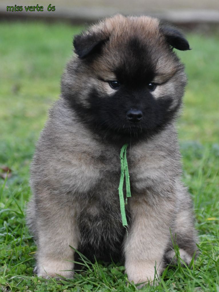 des Legendes de Retz - Chiots disponibles - Eurasier