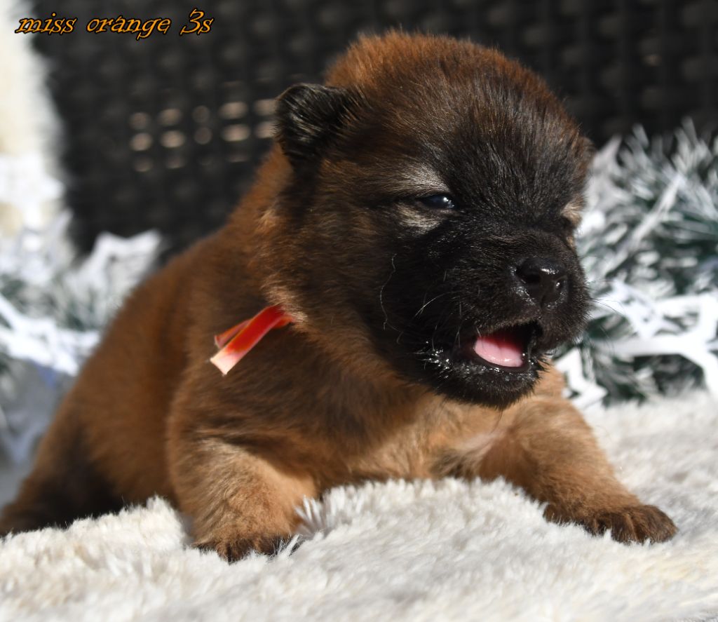 des Legendes de Retz - Chiots disponibles - Eurasier