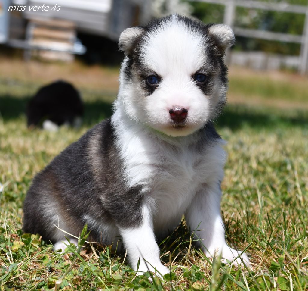 des Legendes de Retz - Chiots disponibles - Laika de iakoutie