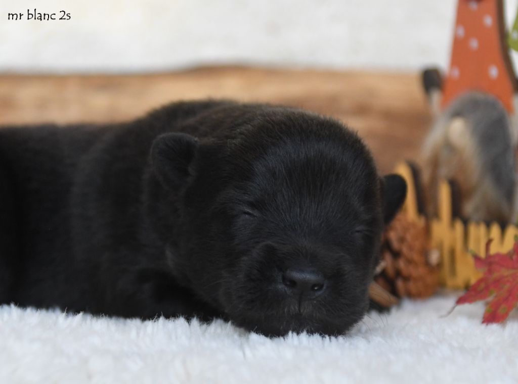 des Legendes de Retz - Chiots disponibles - Eurasier