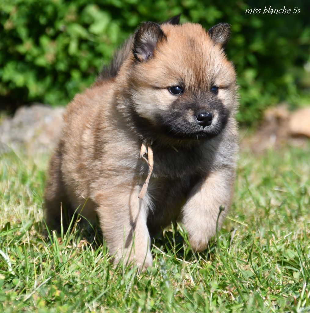 des Legendes de Retz - Chiots disponibles - Eurasier