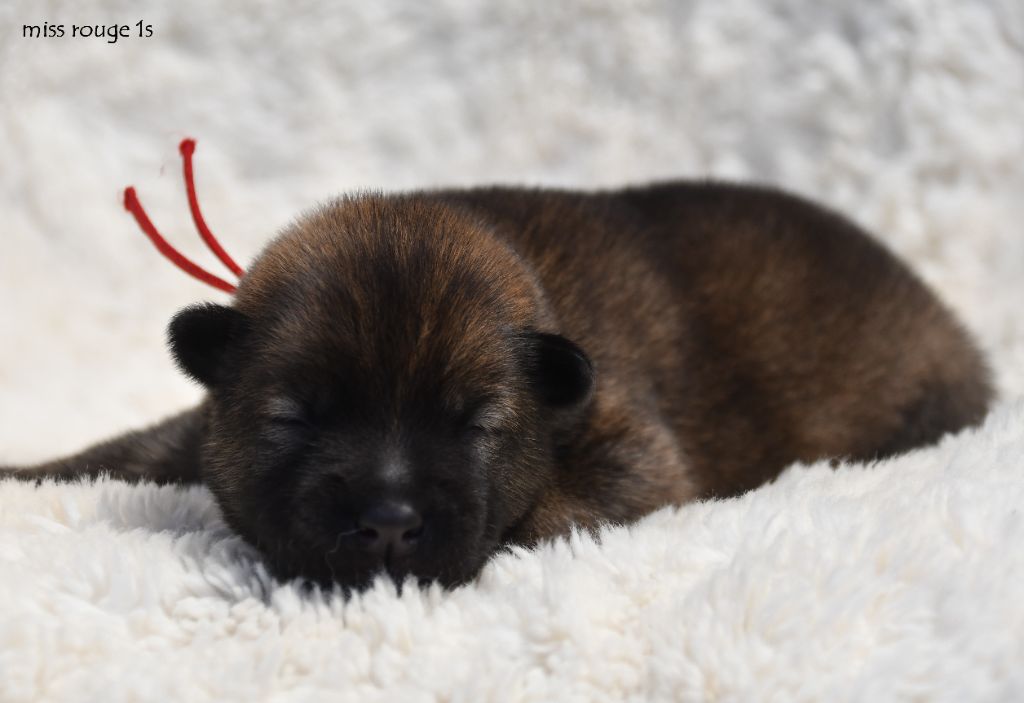 des Legendes de Retz - Chiots disponibles - Eurasier