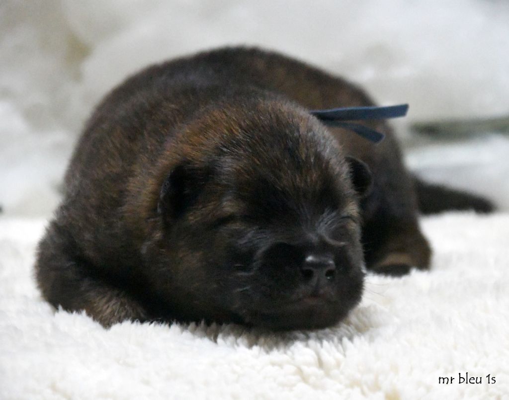 des Legendes de Retz - Chiots disponibles - Eurasier