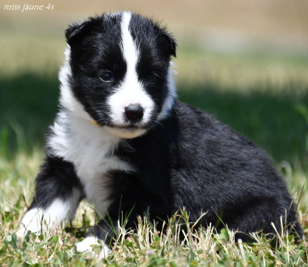 des Legendes de Retz - Chiots disponibles - Laika de iakoutie