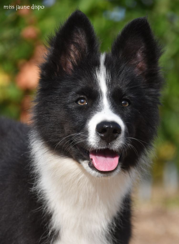 des Legendes de Retz - Chiots disponibles - Laika de iakoutie