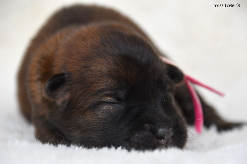 des Legendes de Retz - Chiots disponibles - Eurasier