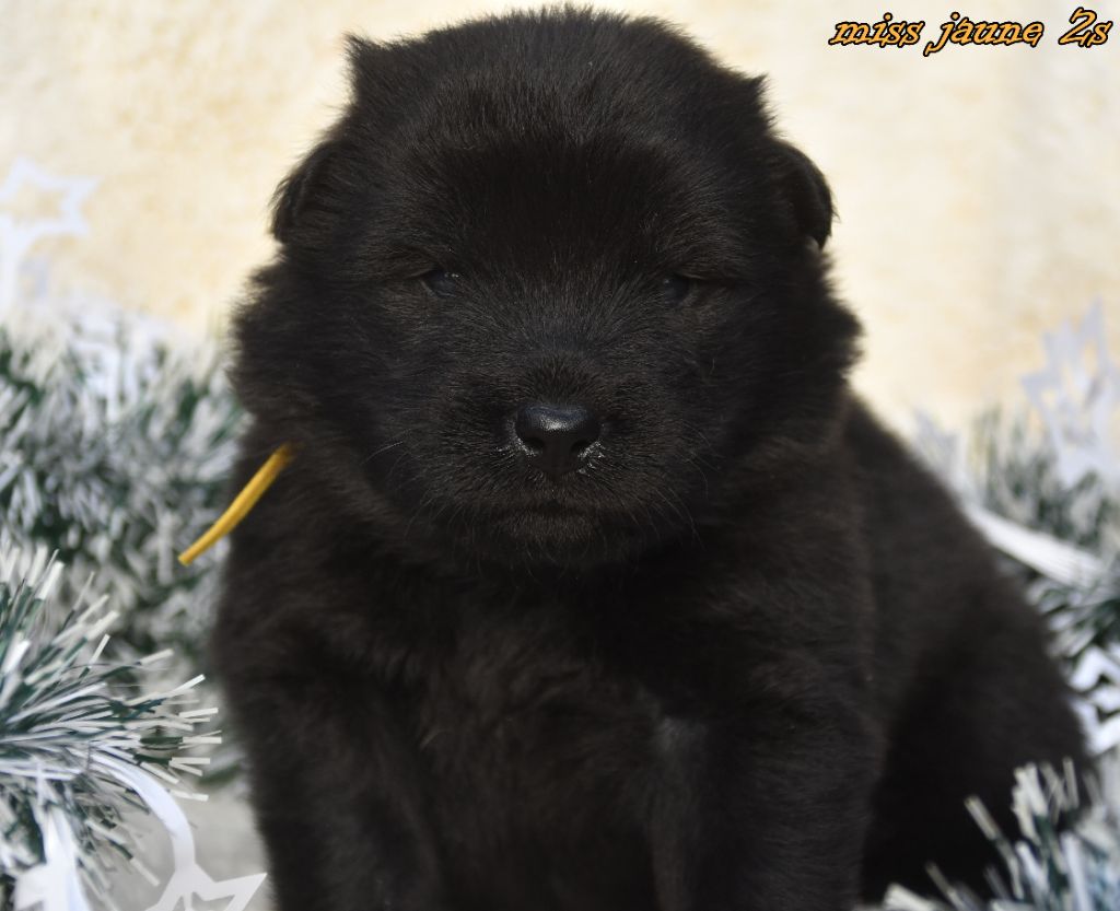 des Legendes de Retz - Chiots disponibles - Eurasier