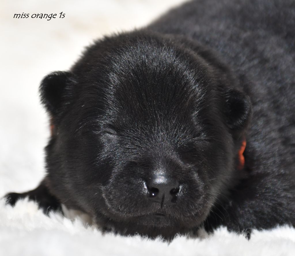 des Legendes de Retz - Chiots disponibles - Eurasier
