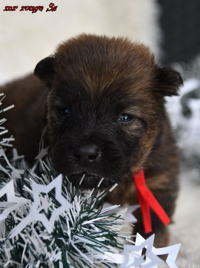 des Legendes de Retz - Chiots disponibles - Eurasier