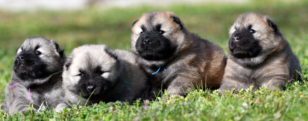Chiot Eurasier des Legendes de Retz