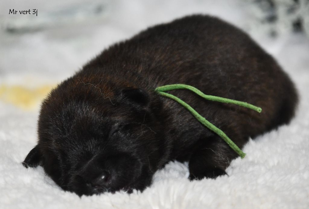 des Legendes de Retz - Chiots disponibles - Eurasier