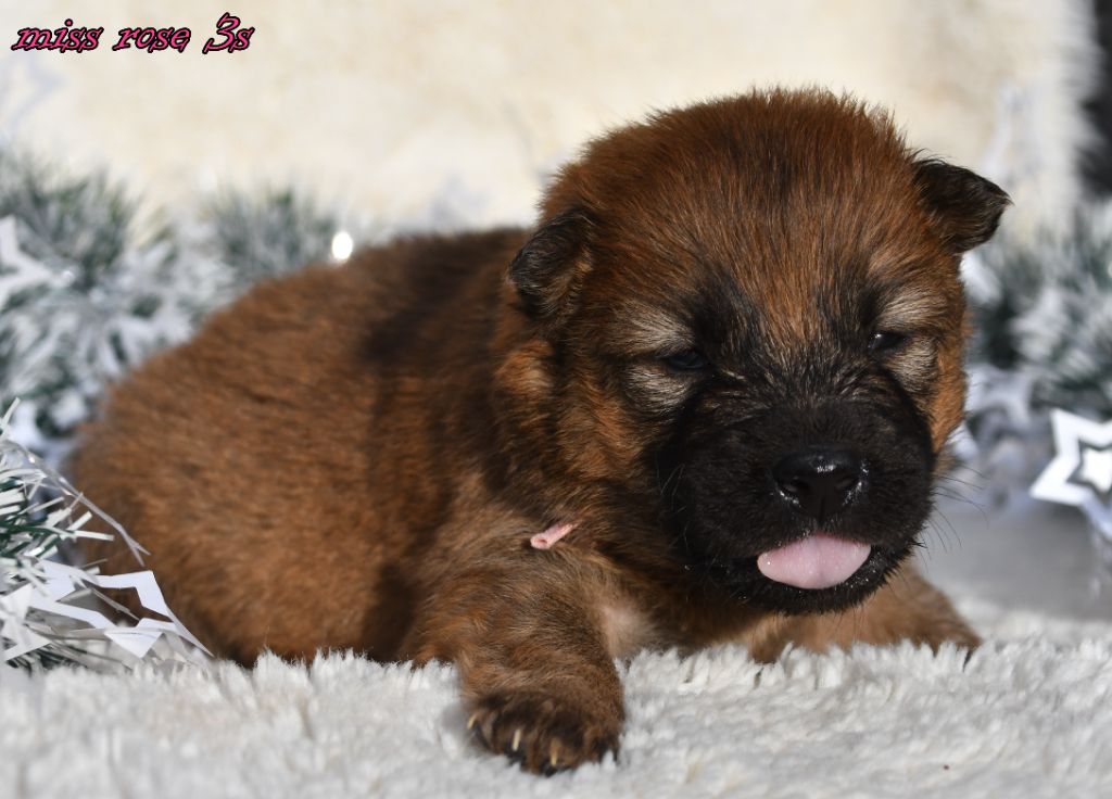 des Legendes de Retz - Chiots disponibles - Eurasier
