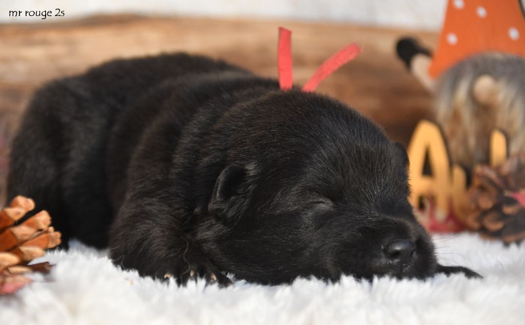 des Legendes de Retz - Chiots disponibles - Eurasier