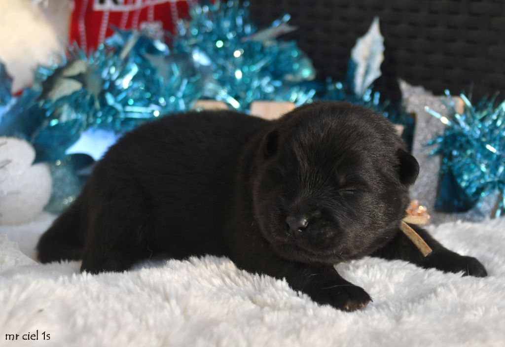 des Legendes de Retz - Chiots disponibles - Eurasier
