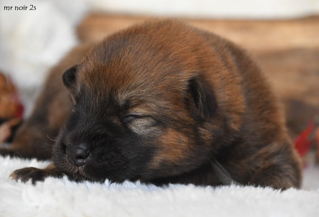 des Legendes de Retz - Chiots disponibles - Eurasier