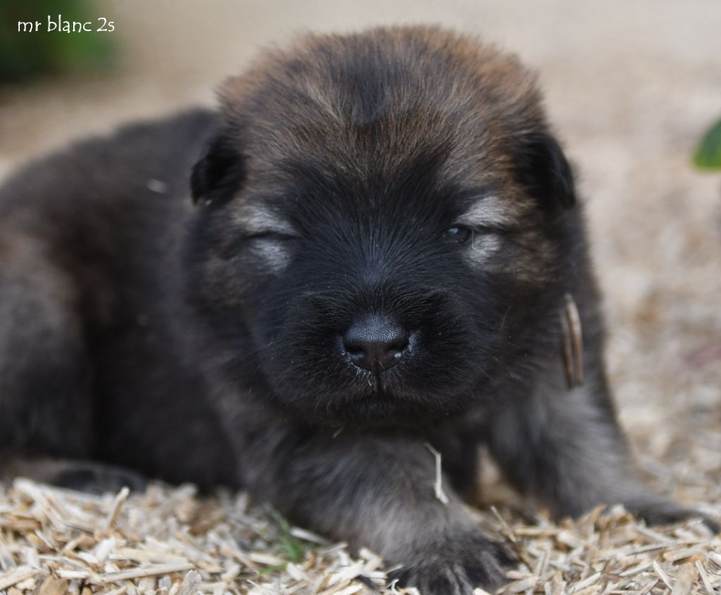 des Legendes de Retz - Chiots disponibles - Eurasier