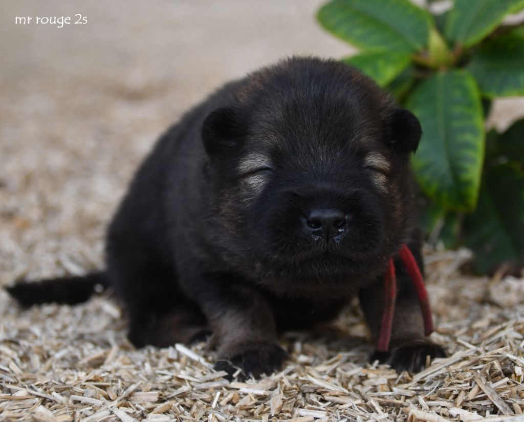 des Legendes de Retz - Chiots disponibles - Eurasier