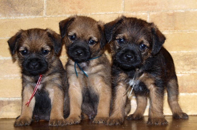 des Legendes de Retz - Border Terrier - Portée née le 18/08/2008