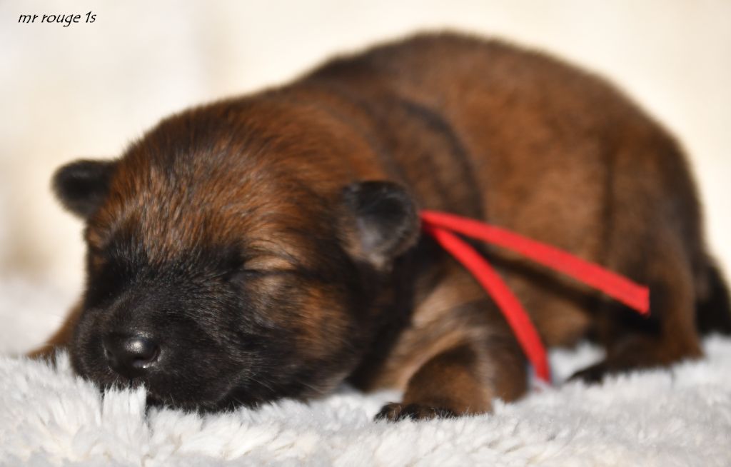 des Legendes de Retz - Chiots disponibles - Eurasier