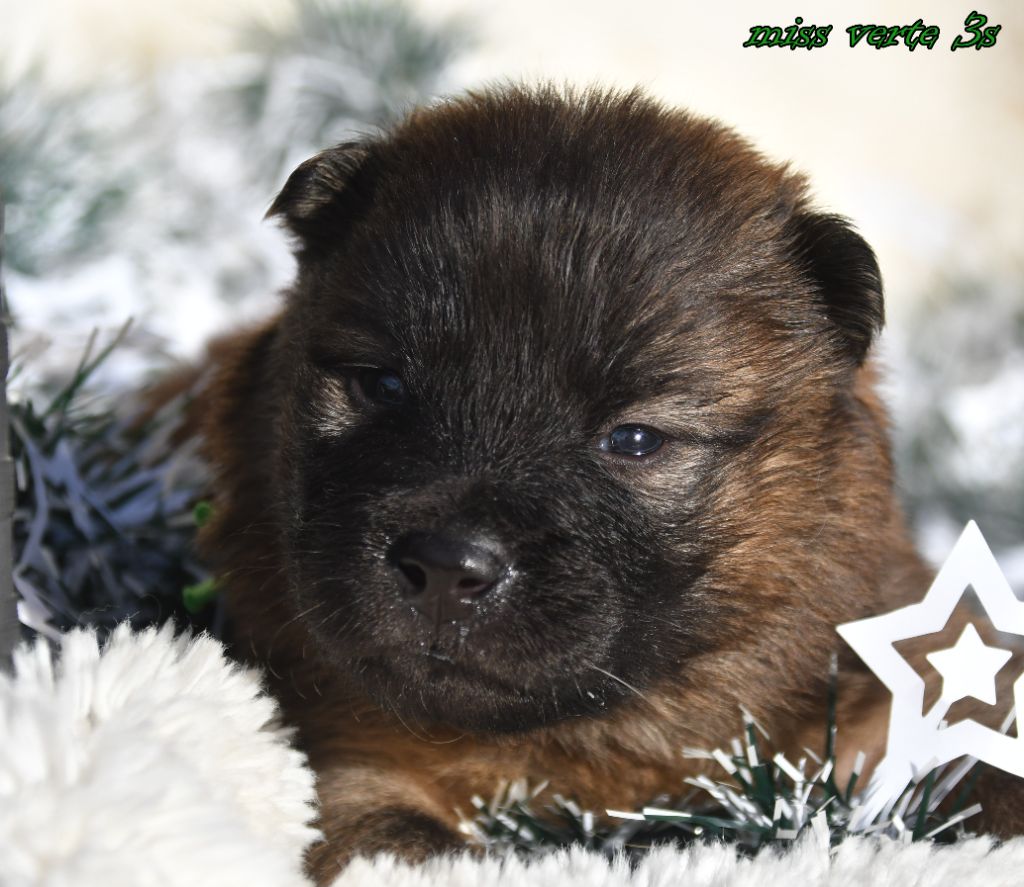 des Legendes de Retz - Chiots disponibles - Eurasier