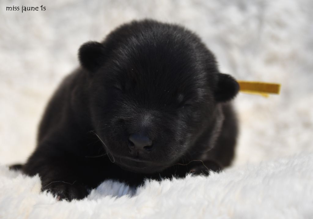 des Legendes de Retz - Chiots disponibles - Eurasier