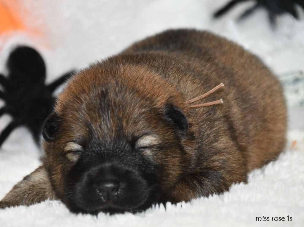 des Legendes de Retz - Chiots disponibles - Eurasier