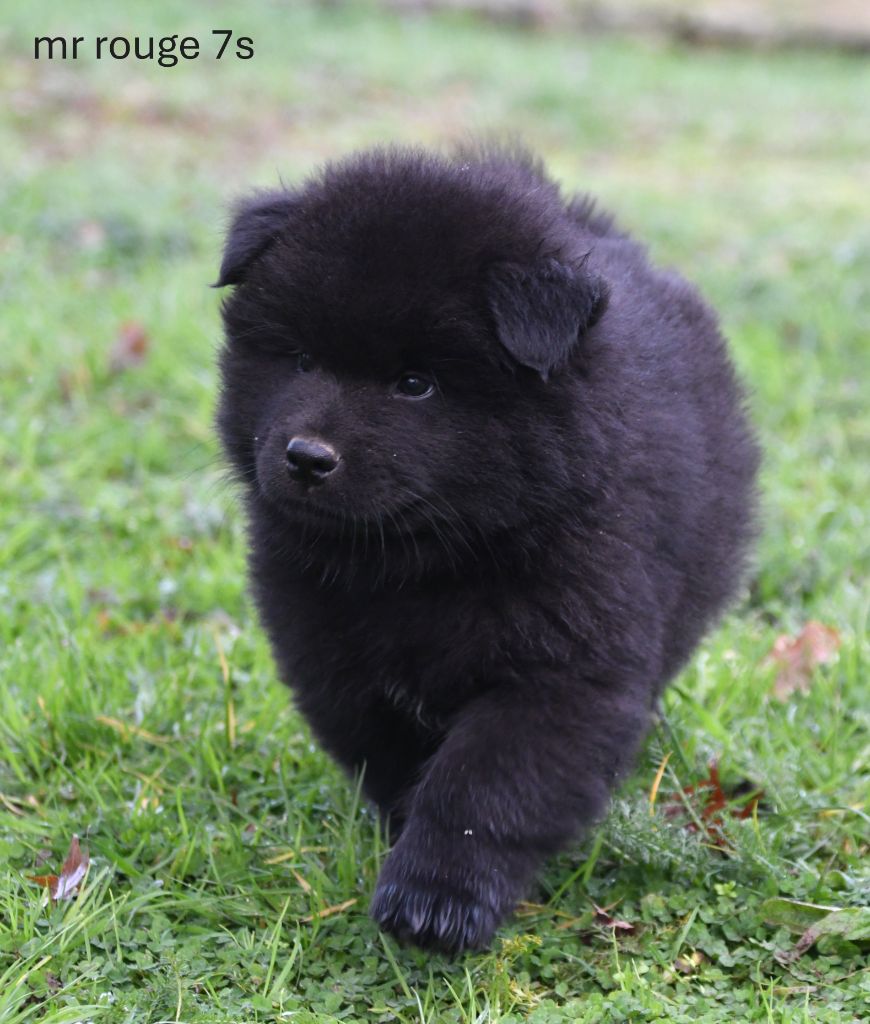 des Legendes de Retz - Chiots disponibles - Eurasier