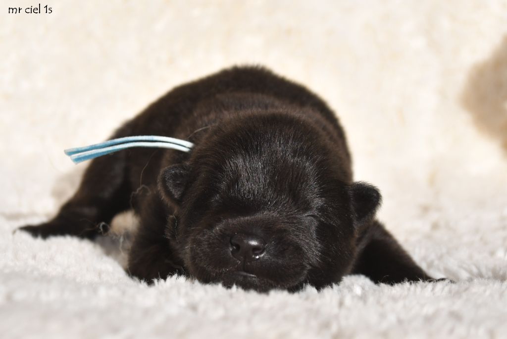 des Legendes de Retz - Chiots disponibles - Eurasier