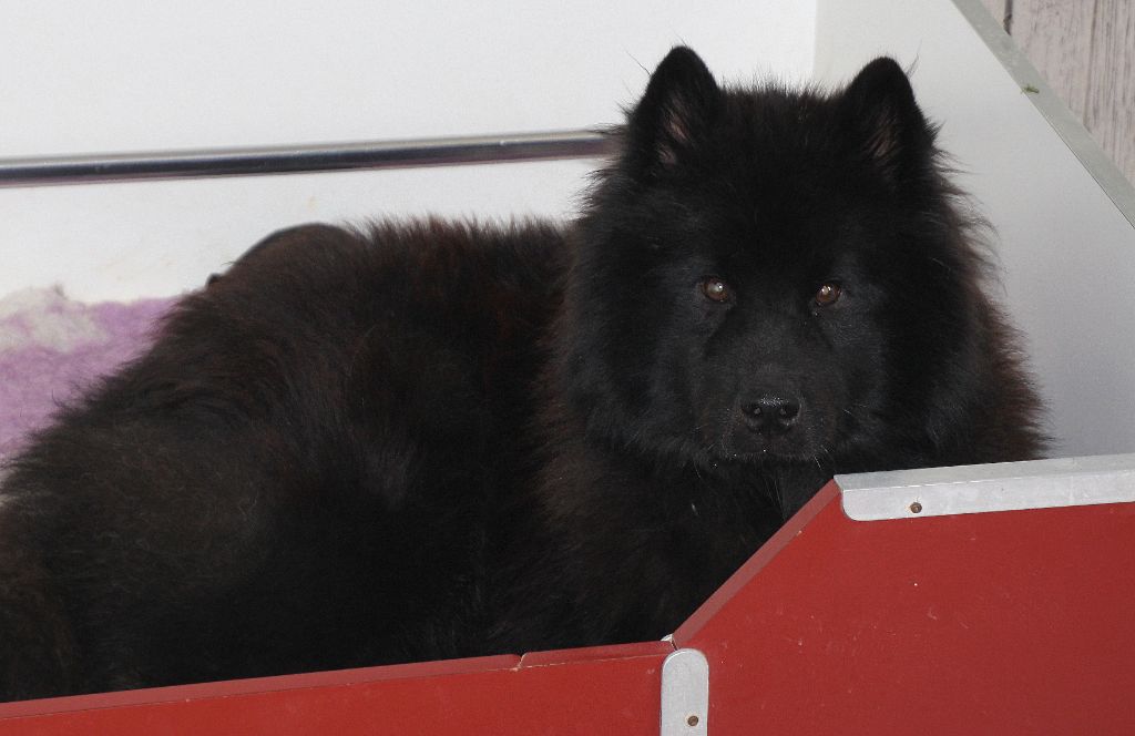 Chiot Eurasier des Legendes de Retz