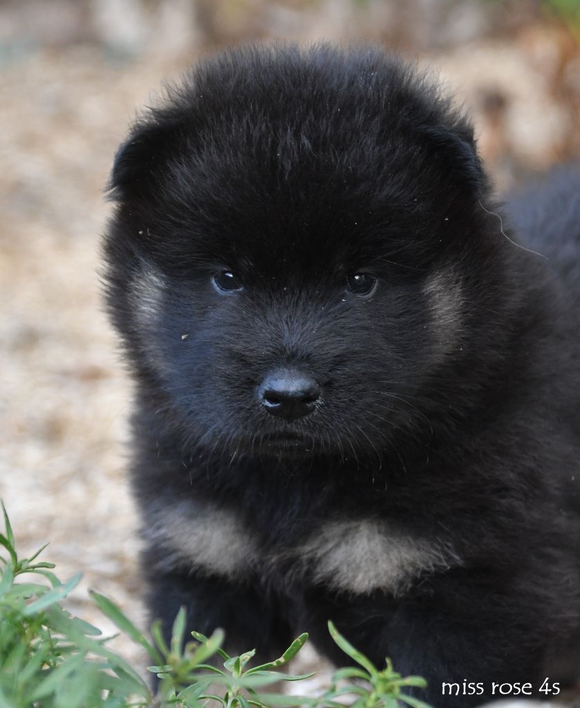 des Legendes de Retz - Chiots disponibles - Eurasier