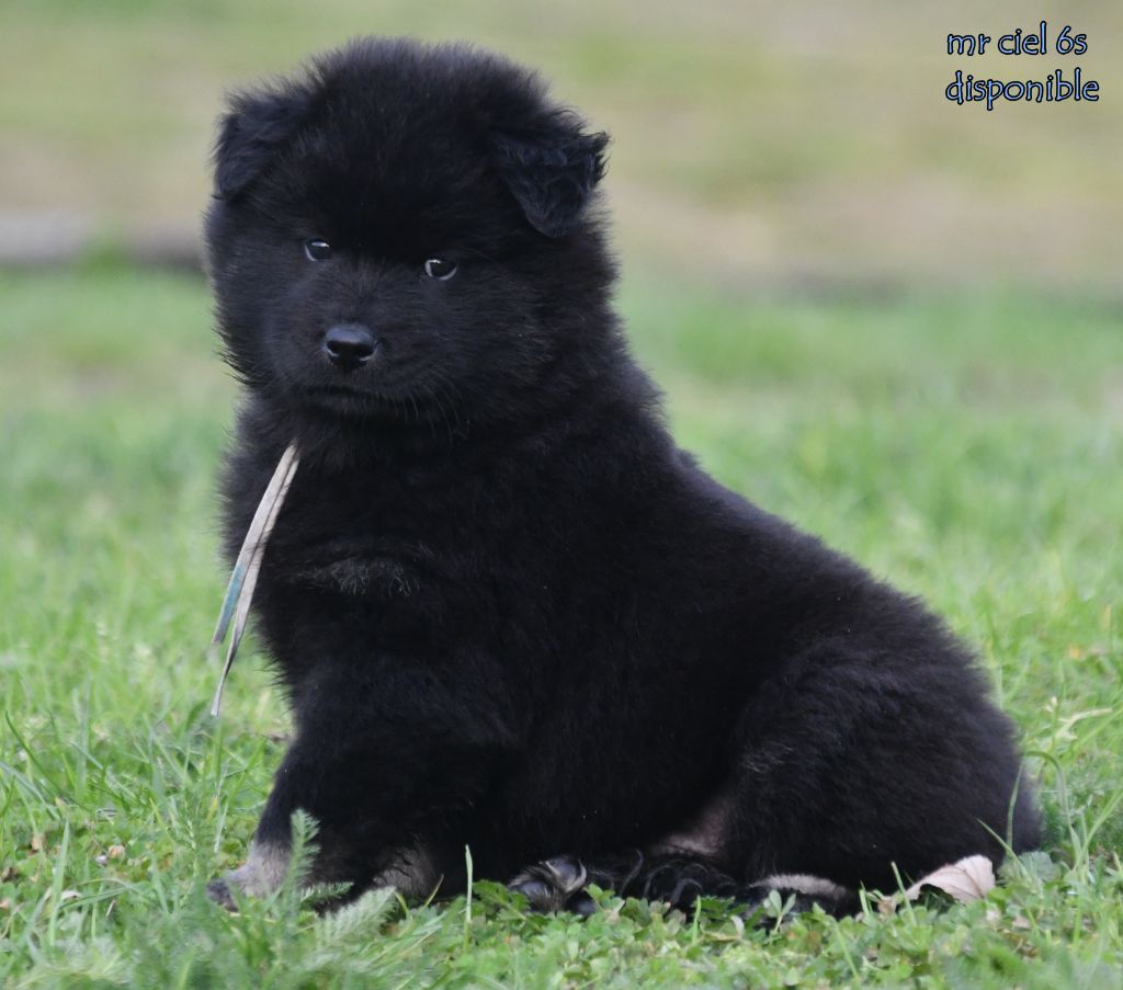 des Legendes de Retz - Chiots disponibles - Eurasier