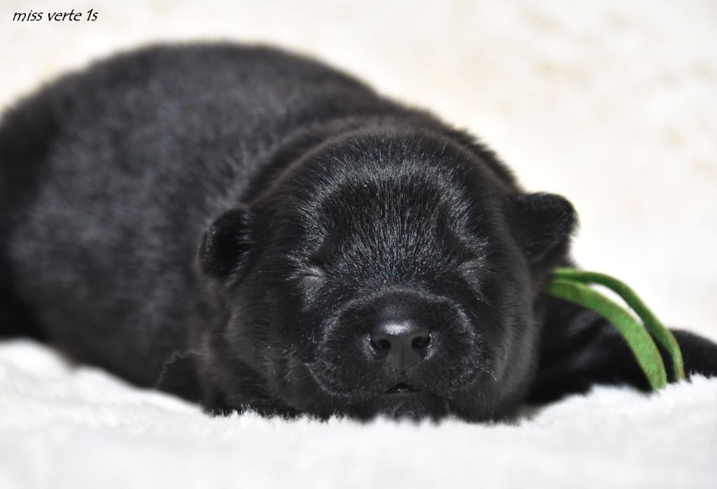 des Legendes de Retz - Chiots disponibles - Eurasier