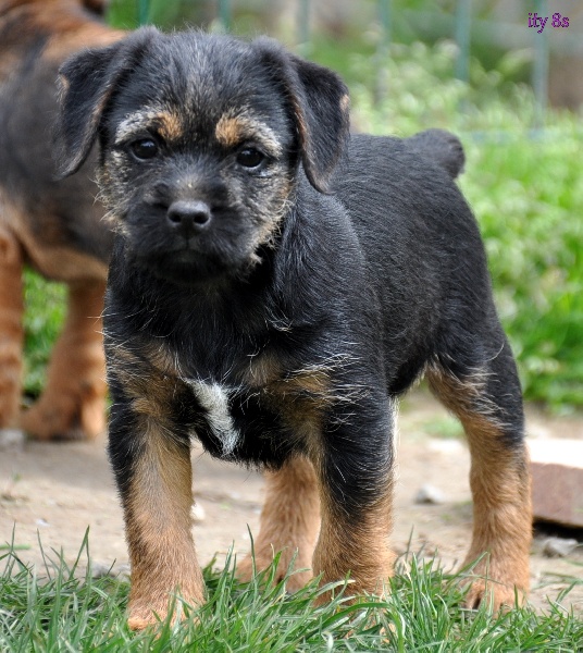 des Legendes de Retz - Border Terrier - Portée née le 08/03/2013