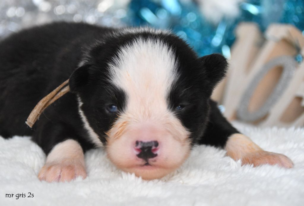 des Legendes de Retz - Chiots disponibles - Laika de iakoutie